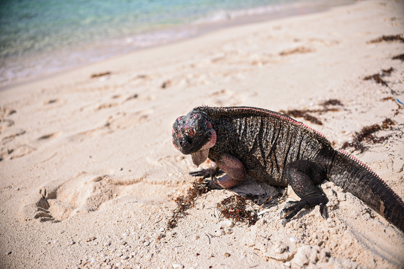 exuma escursione