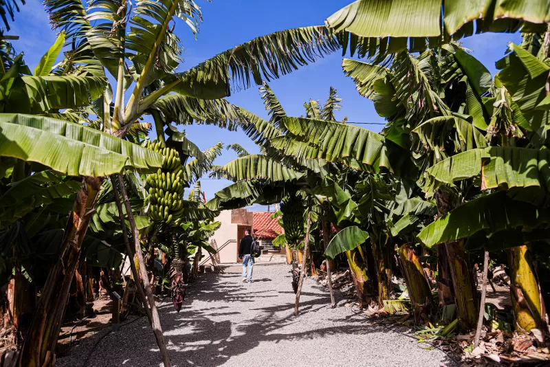 banane gran canaria
