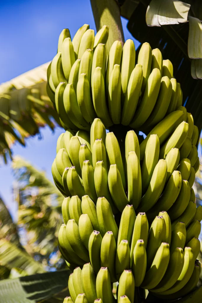 banane gran canaria